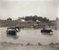 Farm scene with cattle in pond